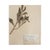 1930s Vintage Swedish Herbarium - Aster, Circa 1933 For Sale - Image 5 of 5