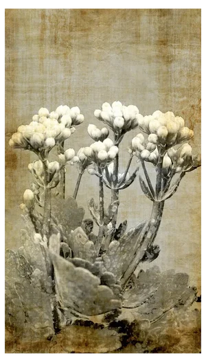 Sumit Mehndiratta, Vintage Jasmine, 2021, Archival Ink Print on Canvas