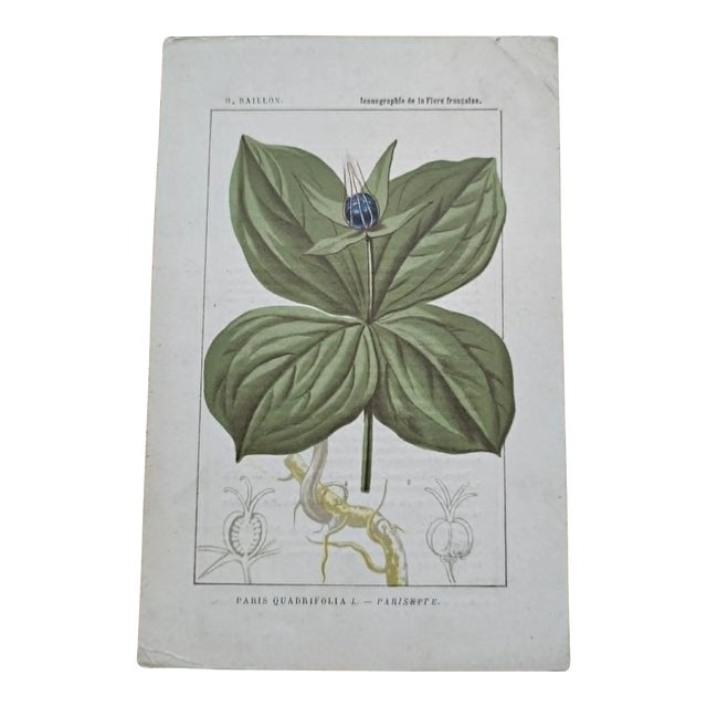 Antique French Botanical Lithograph - Herb-paris by Henri Ernest Baillon For Sale