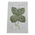 Antique French Botanical Lithograph - Herb-paris by Henri Ernest Baillon For Sale