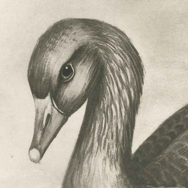 After Lilian Medland, Wild Geese on the Water, 1909, Print For Sale - Image 4 of 12