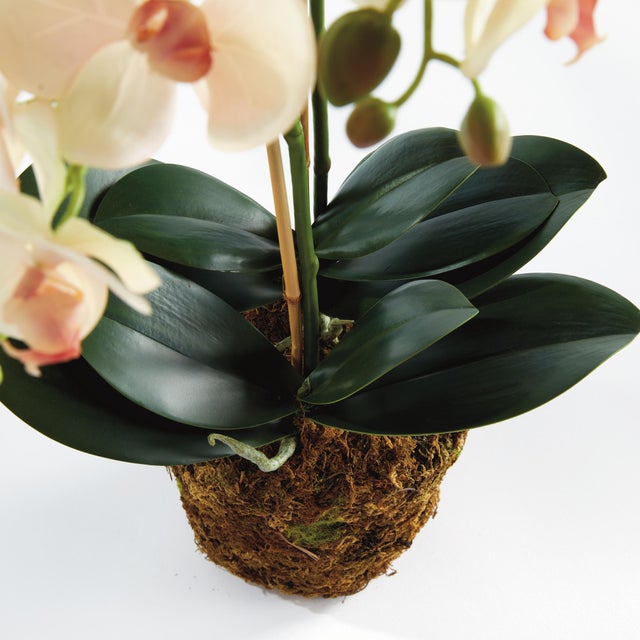 100% realistic a perfect copy of nature. This exquisite soft blush orchid dropin is a nomaintenance work of art. Right...