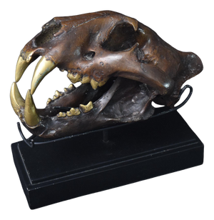 Big Cat Skull Sculpture on Black Display Stand, 1990s