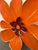 Pat & Andre Juneau Metal Flower Wall Sculpture, Extra Large For Sale - Image 11 of 12