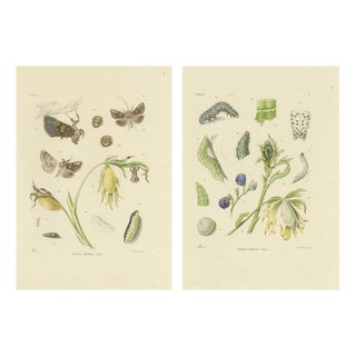 Sepp & Brants, Dutch Plusia Moneta Moths, 1908, Paper, Set of 2 For Sale