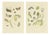 Sepp & Brants, Dutch Plusia Moneta Moths, 1908, Paper, Set of 2 For Sale
