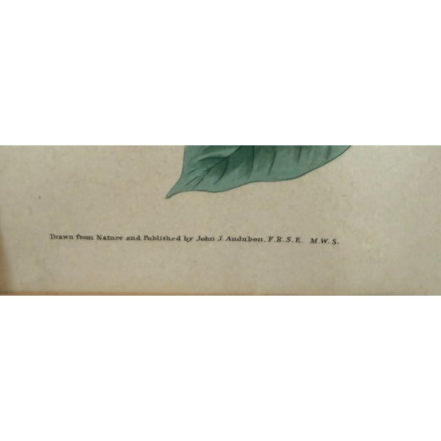 Pair of Vintage Framed Bird Illustration Lithographs by John James Audubon For Sale In Austin - Image 6 of 16