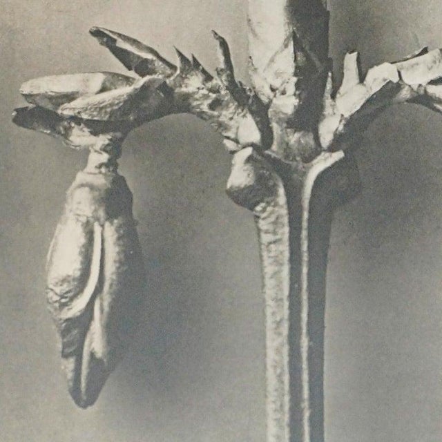 Karl Blossfeldt, Black and White Botanical Image, 1942, Photogravure, Framed For Sale - Image 14 of 16