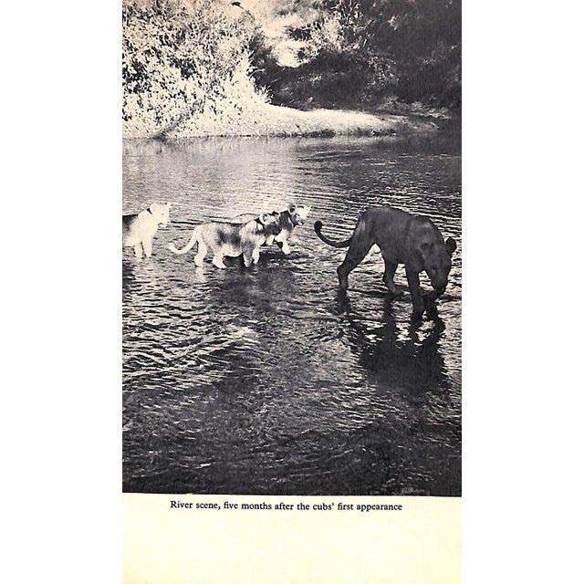 White "Living Free: The Story of Elsa and Her Cubs" 1961 Adamson, Joy For Sale - Image 8 of 9