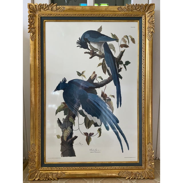 Audubon Columbia Jay Lithograph in Gold Leaf Frame. Original Size Double Elephant Folio Edition. Large vivid and...