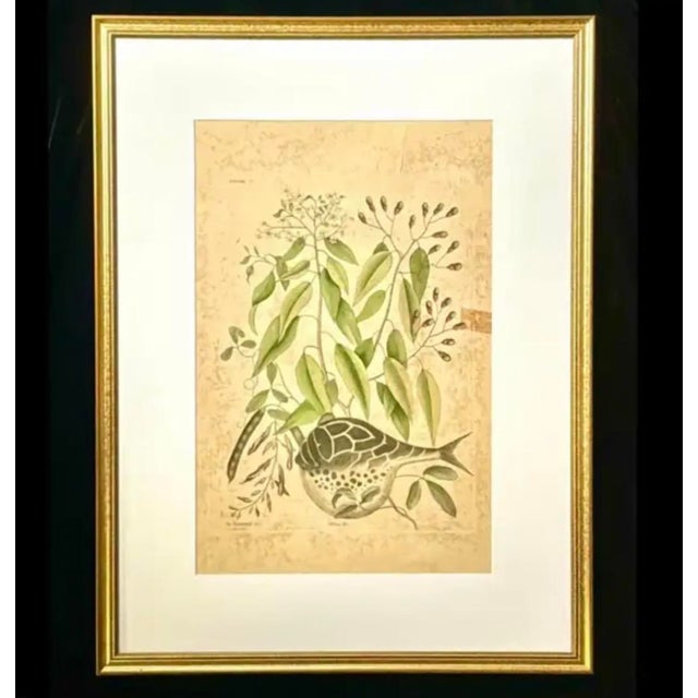 Tan 18th Century Framed "Globe Fish" by Mark Catesby For Sale - Image 8 of 8