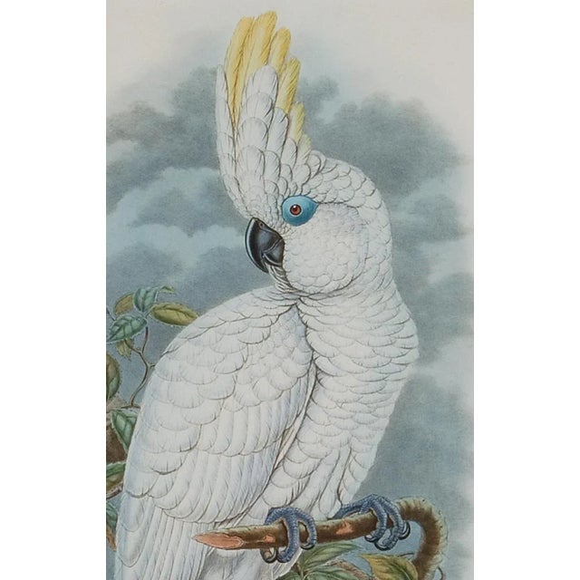 Realism Blue-Eyed Cockatoo: A Framed Original 19th C. Hand-Colored Lithograph by John Gould and Henry Constantine Richter, 1851-1869 For Sale - Image 3 of 5