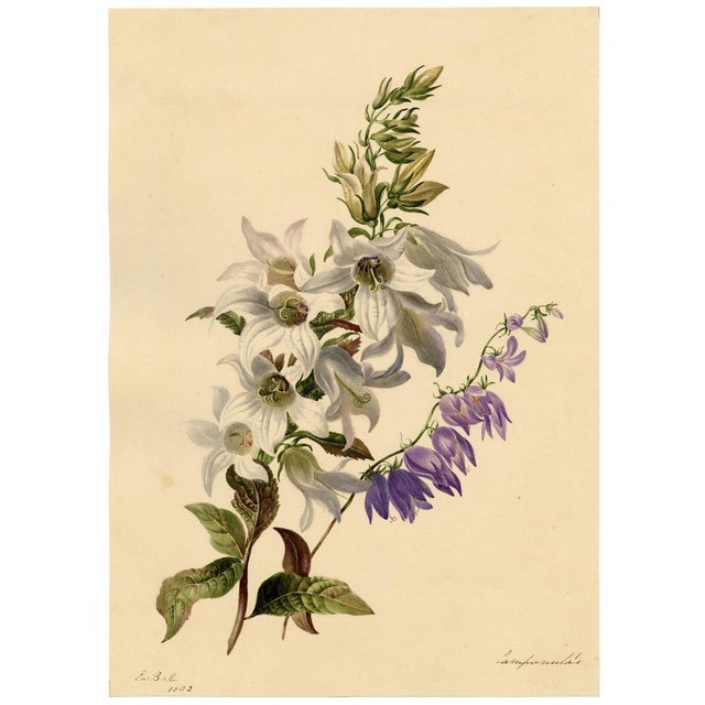 E.B.R., White & Purple Bellflowers (Campanula), 1800s, Watercolour For Sale - Image 4 of 7