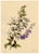 E.B.R., White & Purple Bellflowers (Campanula), 1800s, Watercolour For Sale - Image 4 of 7
