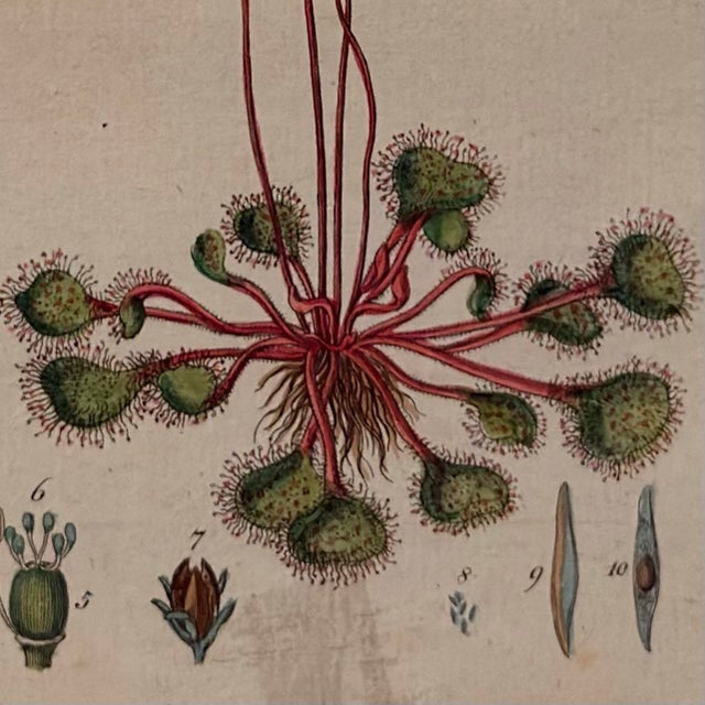 1798 Hand-Colored Botanical Engraving of Drosera Rotundifolia (Sundew) by Capieux For Sale - Image 4 of 5