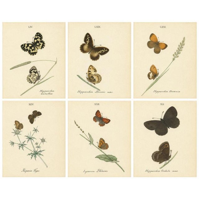 Jardine & Lizars, Cabinet-Size Butterfly, 1835, Paper Engravings, Set of 6 For Sale - Image 9 of 9