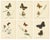 Jardine & Lizars, Cabinet-Size Butterfly, 1835, Paper Engravings, Set of 6 For Sale - Image 9 of 9