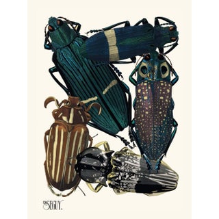 Insects Plate 05 by Emile-Allain Séguy, Vintage Art Print Reproduction, 18" × 24" For Sale