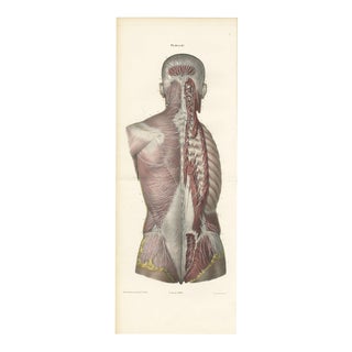 Hirschfeld and Leveille, Nerves of the Whole Back, Hirschfeld Double Folding Plate, 1866, Paper For Sale