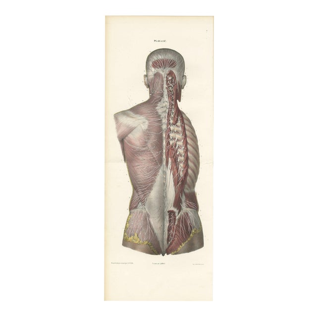 Hirschfeld and Leveille, Nerves of the Whole Back, Hirschfeld Double Folding Plate, 1866, Paper For Sale