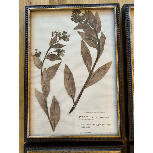 This is a set of 4 herbarium style botanical prints, part of the collection by Emery Whilton of Tulare, California. Emery...