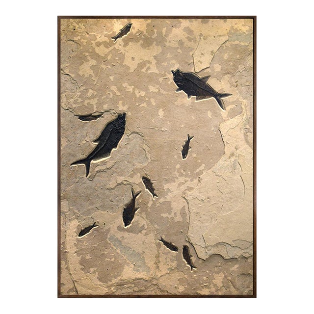 Fossil Fish Mural 9005gm For Sale