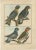 An authentic, perfect and bright, originally hand-colored, illustration of 4 Parrots, on parchment paper (copper...