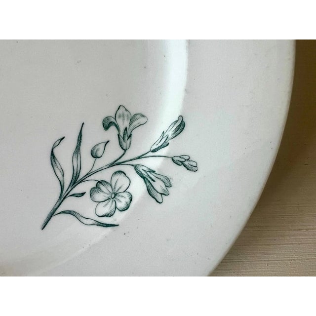 Antique Italian Botanical Plates | s.c.r. Linneo Green Transferware Set (20cm) For Sale - Image 16 of 18