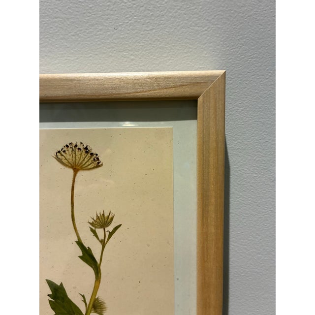 Pair of Kristina Fine Botanical Leaf Art Prints – Blue Lace & Bunchberry, Framed For Sale In Charlotte - Image 6 of 8