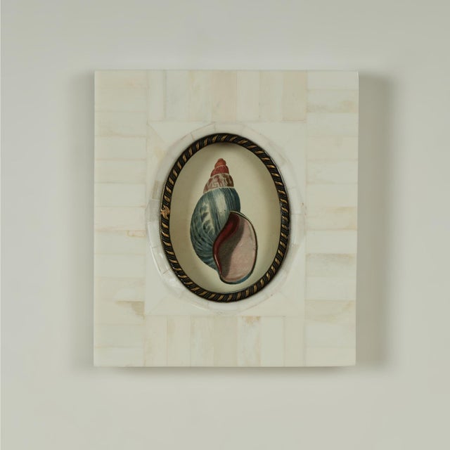 Charming pair of petite decorative seashell prints presented in bone inlaid frames.