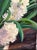Textile Original Signed Mary Helen Seago "Hyacinths" Oil on Canvas Painting For Sale - Image 7 of 10