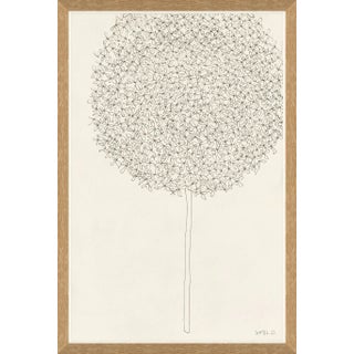 Allium Framed Art Print For Sale