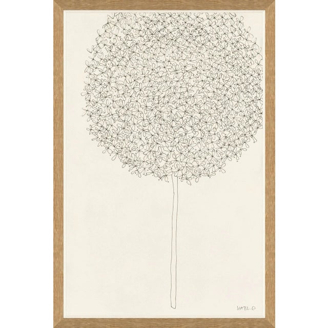 Allium Framed Art Print by Susan Hable For Sale
