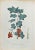 Lithograph hand watercolored. Plate from "Atlante di Botanica popolare ossia Illustrazione di Piante Notevoli di ogni...