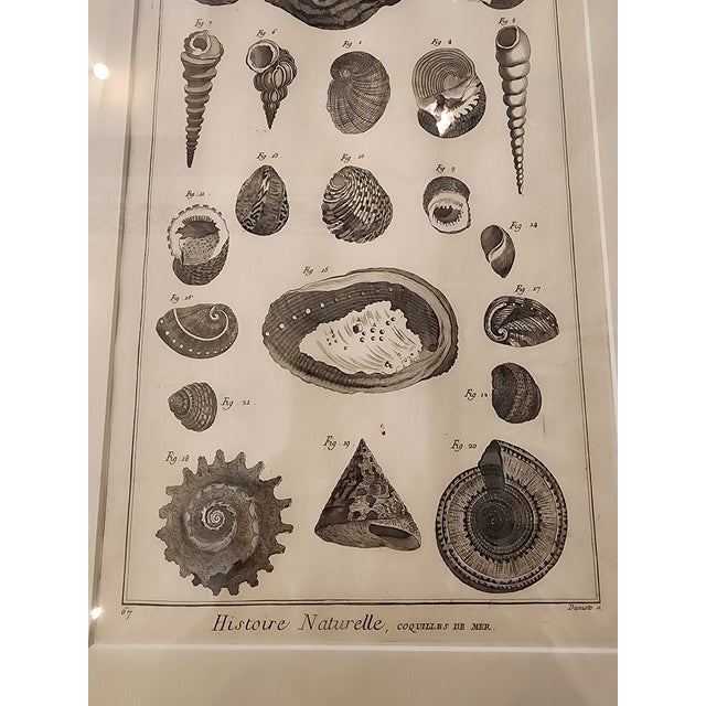Copper Etching by Danioto for "Histoire Naturelle", Published 1751 in Paris Coquilles De Mer Reproduction For Sale - Image 4 of 8