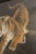 1970s Chinese Crouching Tiger Silk Paintings - A Pair For Sale - Image 9 of 13