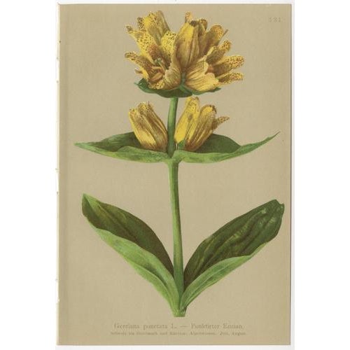 Alpine Gentiana Botanical Plates, 1897, Set of 10 For Sale - Image 6 of 13