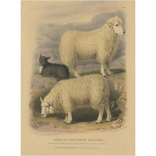 Fairland after W. Nicholson, Sheep from the Wicklow Mountains, 1842, Lithograph on Paper For Sale