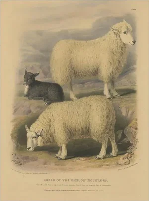 Fairland after W. Nicholson, Sheep from the Wicklow Mountains, 1842, Lithograph on Paper