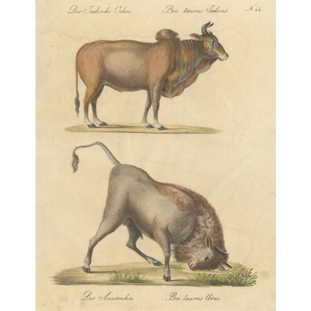 Karl Joseph Brodtmann, Indian Zebu Bull and Extinct Aurochs, 1816, Lithograph For Sale - Image 3 of 9
