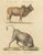 Karl Joseph Brodtmann, Indian Zebu Bull and Extinct Aurochs, 1816, Lithograph For Sale - Image 3 of 9