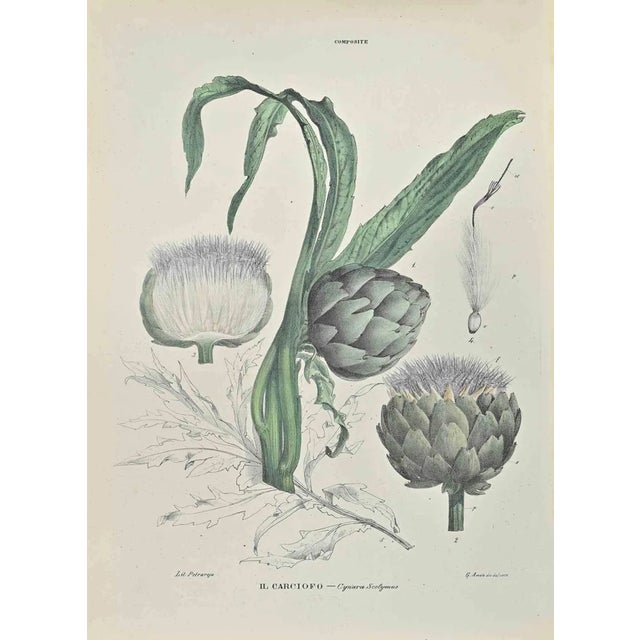Vincenzo Tenore, Artichoke, Lithograph, 1870s For Sale