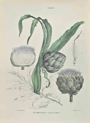 Vincenzo Tenore, Artichoke, Lithograph, 1870s