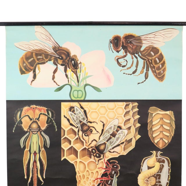 A beautiful, large vintage school chart/poster depicting the honeybee; paper-on-linen construction by Jung Koch Quentell,...