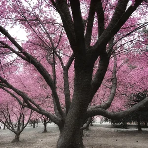 "Cherry Trees, NYC" Contemporary Landscape Photograph Print by Louise Weinberg