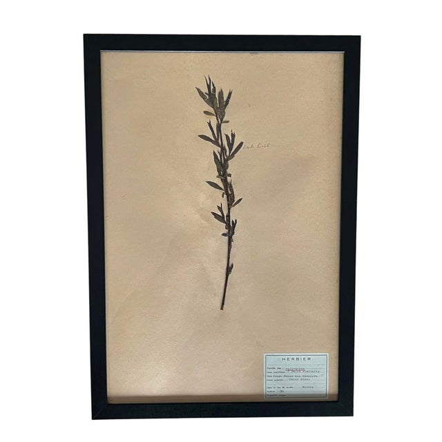 1965 French Herbarium Botanical Specimens – Set of 9 Custom Framed Pressed Botanicals For Sale - Image 10 of 18