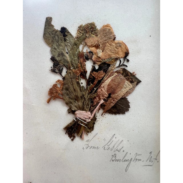 Late 19th Century 1895 Herbarium Botanical Specimens, Set of 18 For Sale - Image 5 of 11