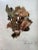 Late 19th Century 1895 Herbarium Botanical Specimens, Set of 18 For Sale - Image 5 of 11