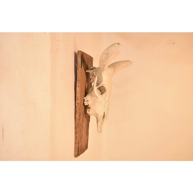 American Circa 1970's Mounted Steer Skull For Sale - Image 3 of 10