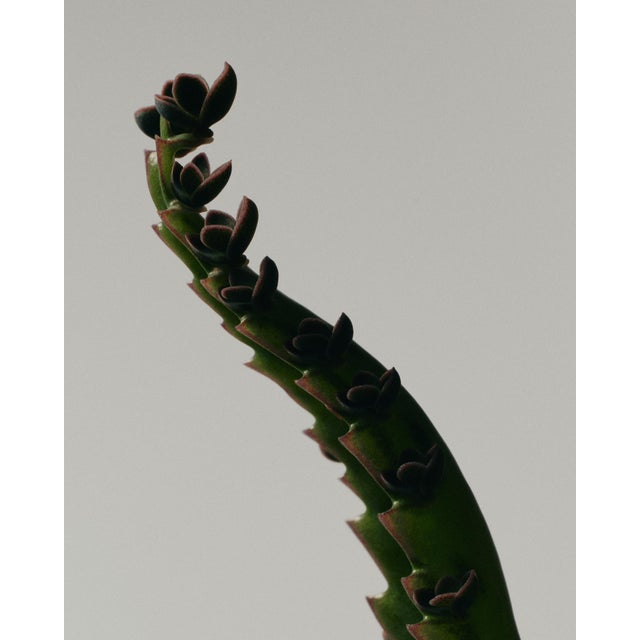 Aranto Alligator by Oscar Calleja – Limited Edition Botanical Photograph | Unframed, Signed Archival Print For Sale